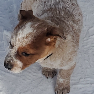 Imperial Motel - 100 Mile House - Pet Photos 9 - red, heeler, male, copper, snow